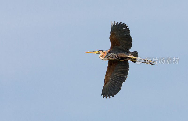 紫鹭(Ardea purpurea)